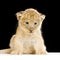 Lion Cub sitting