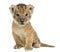 Lion cub sitting, looking at the camera, 16 days old, isolated o