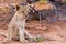 Lion cub sitting on the sand and looking