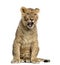 Lion cub sitting and yawning