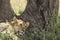 Lion cub sleeping against tree trunk