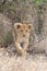 Lion cub stalking in grasslands on the Masai Mara, Kenya Africa