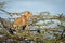 Lion cub stands in thornbush looking out