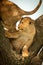 Lion cub steps on another in tree