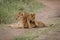 Lion cub steps over another on track