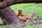 Lion cub stretching against a tree stump
