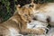 Lion cub takes a break from nursing