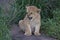 Lion Cub, tough and hiding in grass on the Serengeti