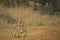 Lion Cub Walking on Dusty Path with Safari Vehicle in Background