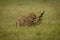 Lion cub walking through grass carrying branch