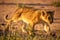 Lion cub walks down track in grass