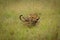 Lion cub walks through grass carrying branch