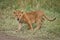 Lion cub walks on grass by track