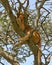 Lion Cub Wedged in a Tree