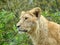 Lion cub with wooded background