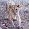 A Lion Cub in a Zoo Enclosure