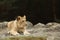 Lion cube lying down on the rock - panthera leo - kitten having rest