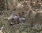 Lion cubs attempt to eat a giraffe killed by their mother