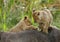 Lion cubs climbing on the carcass of wildebeest