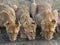 Lion cubs drinking water