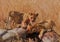 Lion cubs feeding - Serengeti (Tanzania - Africa)