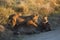 Lion cubs feeding on wildebeest carcass, Kenya