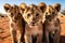 Lion cubs in the Kalahari desert, Namibia, a group of young small teenage lions curiously looking straight into the camera in the