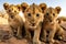 Lion cubs in the Kalahari desert, Namibia, a group of young small teenage lions curiously looking straight into the camera in the