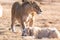 Lion with cubs, lioness with baby lion in the wilderness