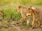 Lion Cubs and Lioness at Play
