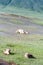 Lion cubs lying in grass national park Ngorongoro