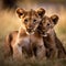 Lion cubs with mother.