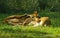 Lion cubs play in South Africa