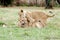 Lion Cubs playing