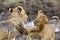 lion cubs playing during dusk, Masai Mara