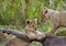 Lion cubs posing on the wildebeest carcass