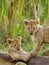 Lion cubs posing on the wildebeest carcass