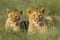 Lion cubs relaxing