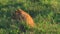 Lion cubs in the Serengeti