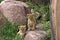 Lion, Cubs, Serengeti Plains, Tanzania, Africa