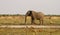 Lion cubs stand off with big bull elephant