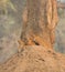 Lion cubs on termite mound