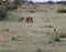 Lion cubs of the Topi Pride play in Masai Mara, Kenya. Adorable little lion cubs play-fight