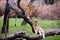 Lion cubs in a tree