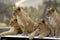 Lion cubs are waiting for their mom and dad