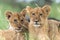 Lion cubs waiting togheter on a termite hill