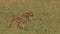 Lion cubs walking towards camera