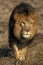 LION D`AFRIQUE panthera leo