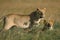 LION D`AFRIQUE panthera leo