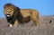 LION D`AFRIQUE panthera leo